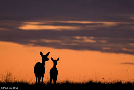 silhouet fotografie