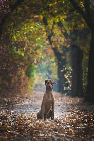 fotograaf dieren