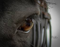 close up fotografie