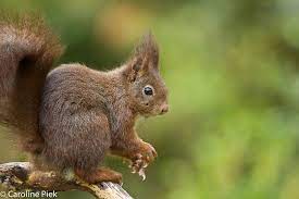 wild fotografie