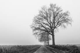 zwart wit fotografie kunst