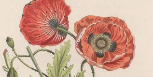 flora foto